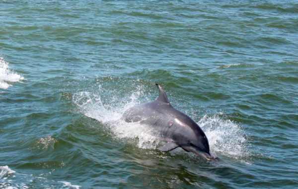 Grand dauphin Virginia Beach