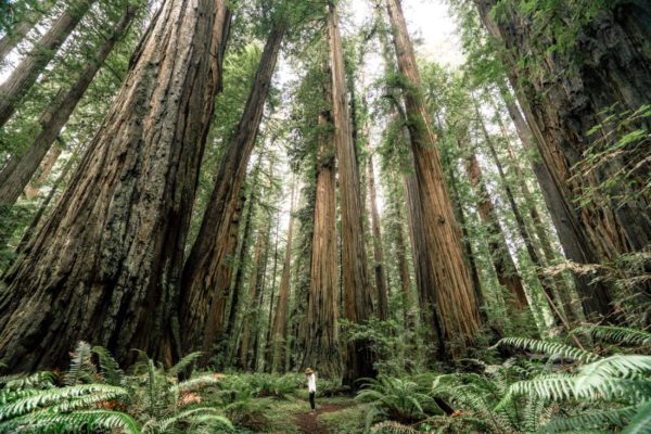 Redwood-National-Park