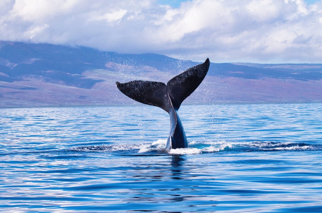 Observation baleines Maui