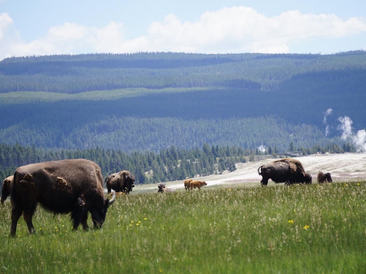 ECOTOURISME Etats-Unis