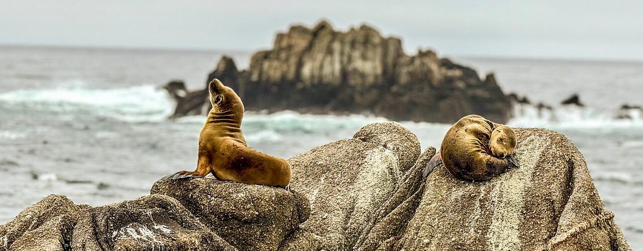 Monterey découverte