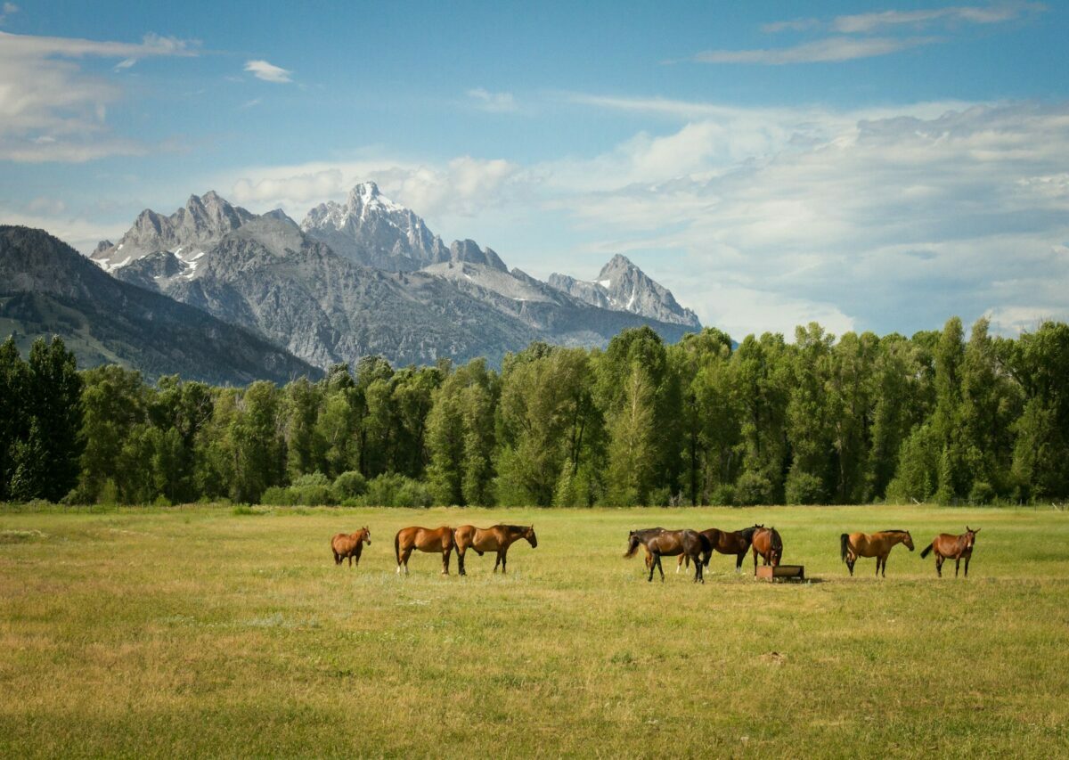 Jackson Hole découverte Titre