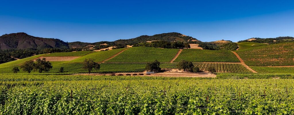Napa Valley - Découverte
