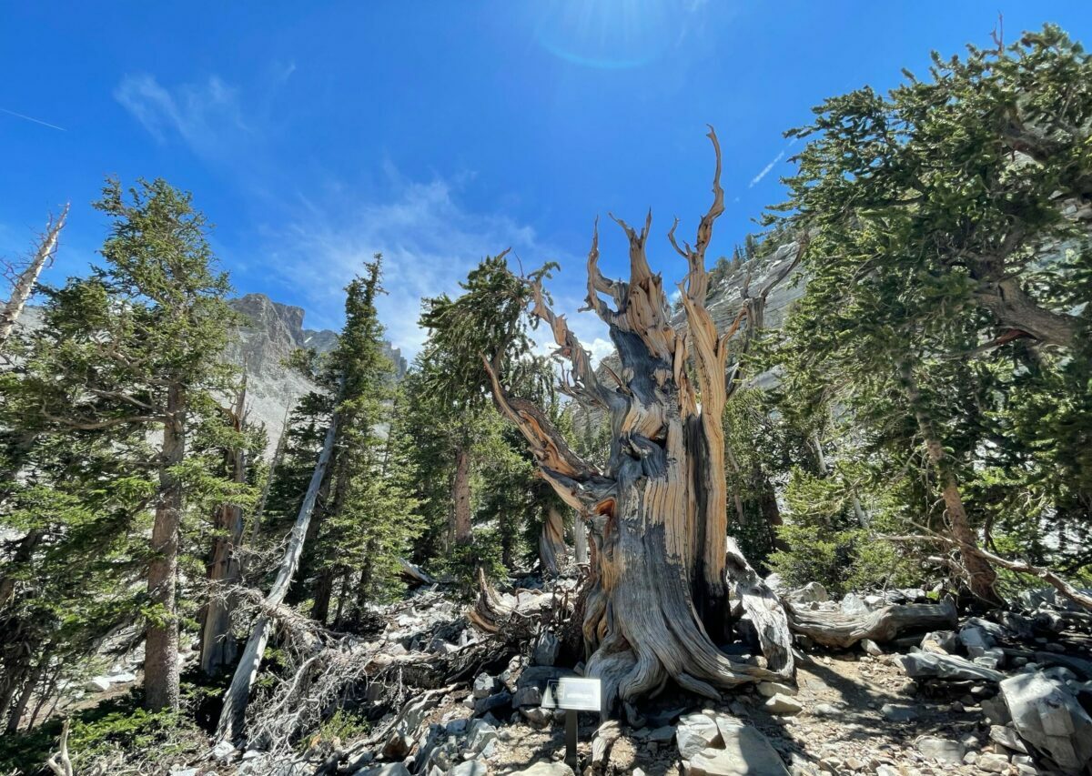 Great basin - Découverte - Titre