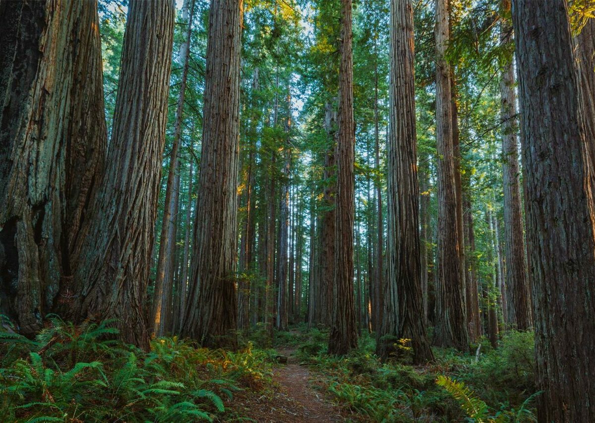 Redwood - Découverte - Titre